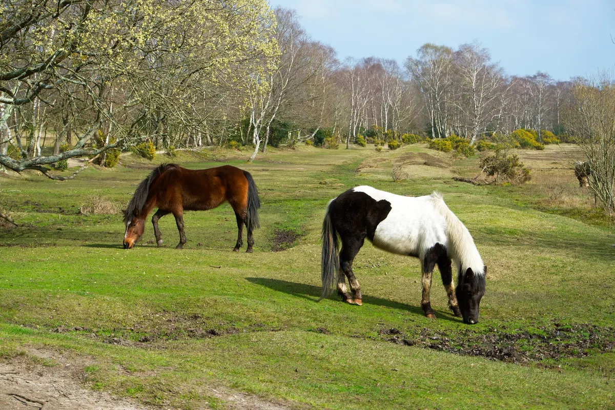 Grazing for Conservation: Comparing Sheep, Cattle, and Ponies on Heathlands