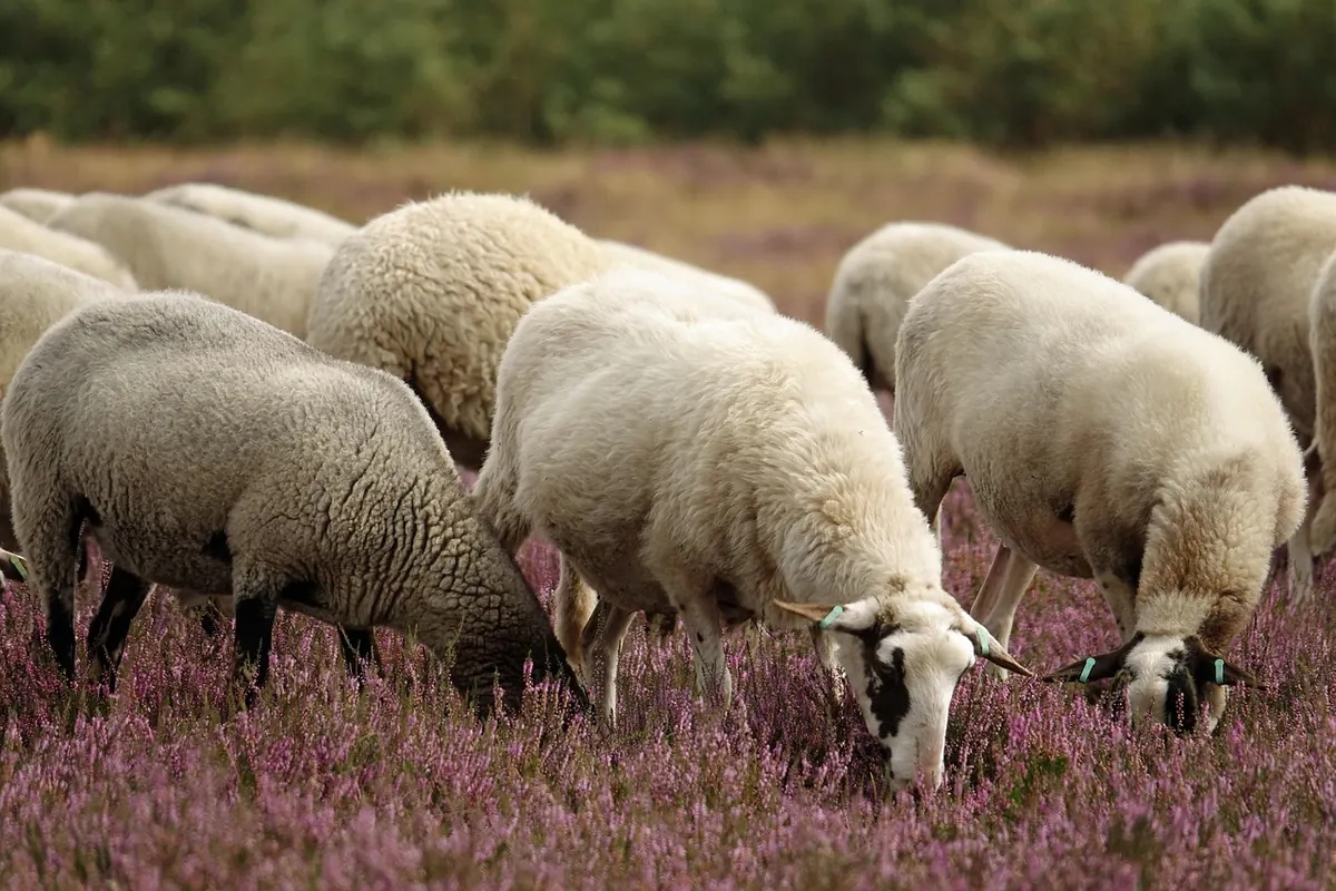 How to Create a Mini Heathland Patch in Your Garden