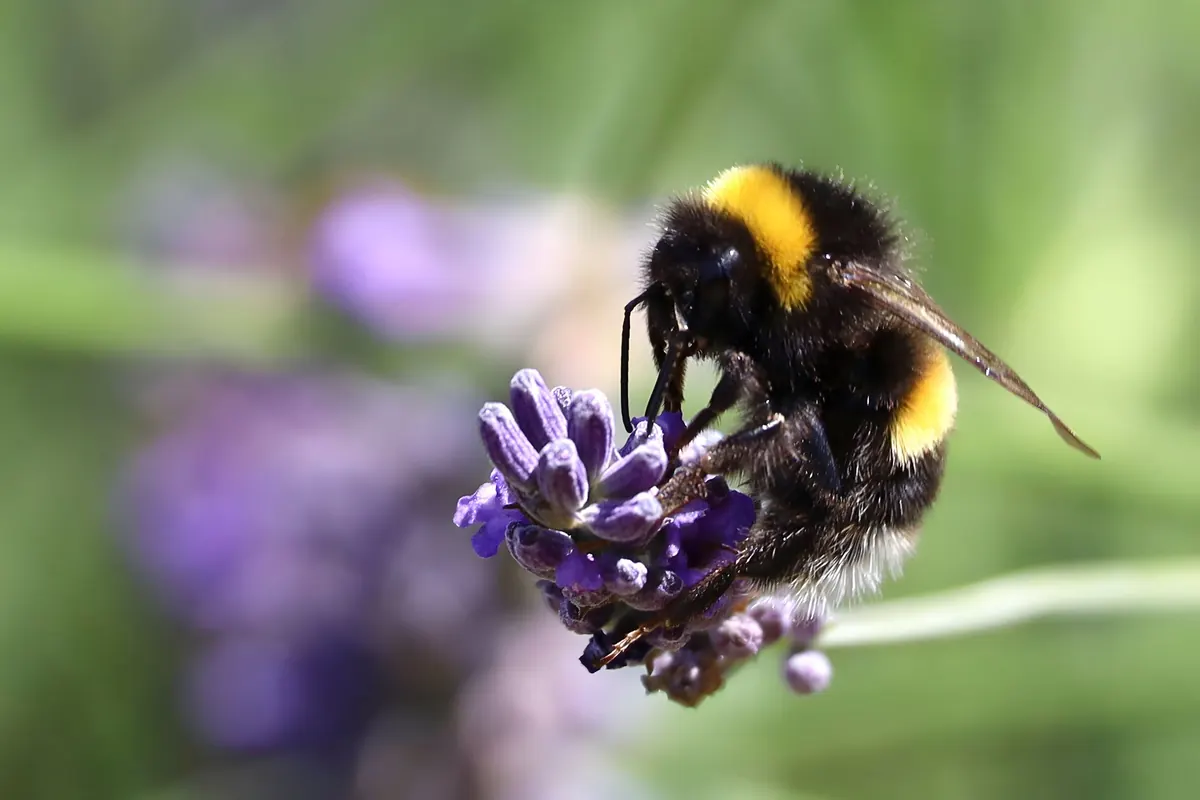 How to Survey Bumblebees on Heathland: A Simple Citizen Science Method